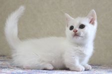 マンチカン(短足)【福井県・男の子・2022年4月12日・ホワイト（短毛）】の写真「良血統の真っ白子猫さんです（6/2お写真を更新」