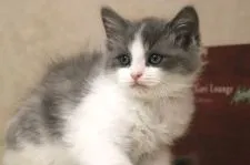 マンチカン(長足)【福井県・男の子・2022年2月15日・ブルー&ホワイト】の写真1「4/11撮影」