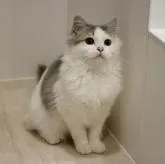 マンチカン(長足)【福井県・女の子・2022年9月27日・ダイリュートキャリコ】の写真1「2/24撮影　きれいな子です」