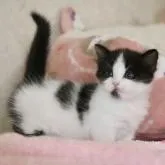 マンチカン(短足)【福井県・女の子・2022年7月25日・ブラック&ホワイト】の写真1「9/3」