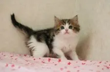 マンチカン(長足)【福井県・男の子・2021年1月13日・ブラウンクラシックタビー&ホワイト】の写真2「尻尾の先にペンライトのチャームポイント」