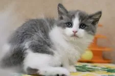 マンチカン(長足)【福井県・男の子・2022年2月15日・ブルー&ホワイト】の写真3「4/17撮影」