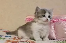 マンチカン(短足)【福井県・女の子・2021年7月7日・ブルータビー&ホワイト】の写真3