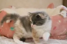 マンチカン(長足)【福井県・女の子・2021年7月11日・ダイリュートキャリコ】の写真3