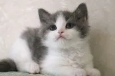 マンチカン(長足)【福井県・女の子・2022年2月15日・ブルー&ホワイト】の写真4「4/6撮影」