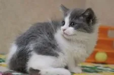 マンチカン(長足)【福井県・男の子・2022年2月15日・ブルー&ホワイト】の写真4「4/17撮影」