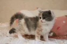 マンチカン(長足)【福井県・女の子・2021年7月11日・ダイリュートキャリコ】の写真5