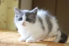 マンチカン(長足)【福井県・男の子・2022年2月15日・ブルー&ホワイト】の写真5「4/11撮影」