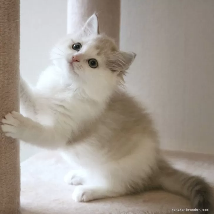 ID：2504-02138の子猫