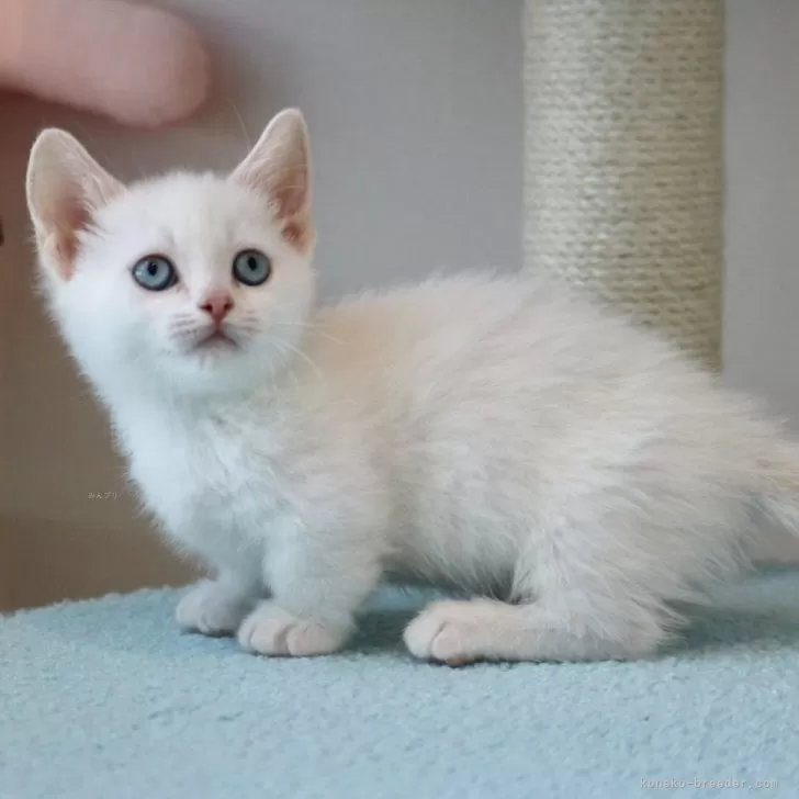 ID：2505-00786の子猫