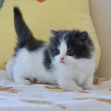 マンチカン(短足)【福井県・男の子・2025年9月17日・ブルー&ホワイト（ロングヘアー）】の写真「たれぱんだに似てるかも？（10/30写真動画更新」