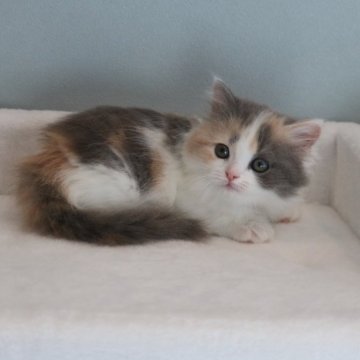 マンチカン(短足)【福井県・女の子・2025年9月17日・ダイリュートキャリコ（ロングヘアー）】の写真「綺麗な毛色の短足女の子（11/6写真更新」