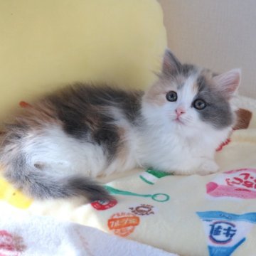 マンチカン(短足)【福井県・女の子・2025年9月17日・ダイリュートキャリコ（ロングヘアー）】の写真「綺麗な毛色の短足女の子（11/11動画更新」