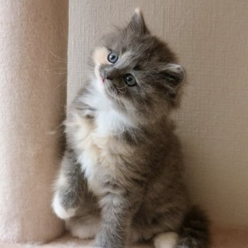 マンチカン(長足)【福井県・女の子・2024年12月27日・ダイリュートキャリコ（ロングヘアー）】の写真「天真爛漫な雰囲気の女の子　2/20動画更新」