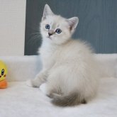 マンチカン(長足)