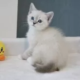 マンチカン(長足)