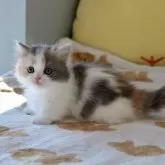 マンチカン(短足)