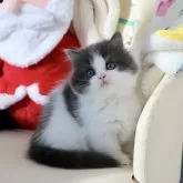 マンチカン(短足)