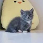 マンチカン(短足)