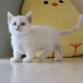 マンチカン(短足)