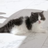 マンチカン(短足)