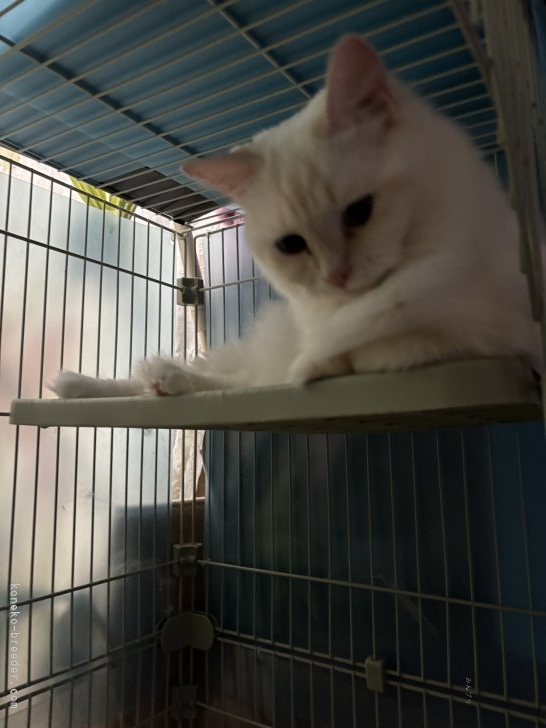 坂田佳枝ブリーダーのブログ：朝のケージお掃除後