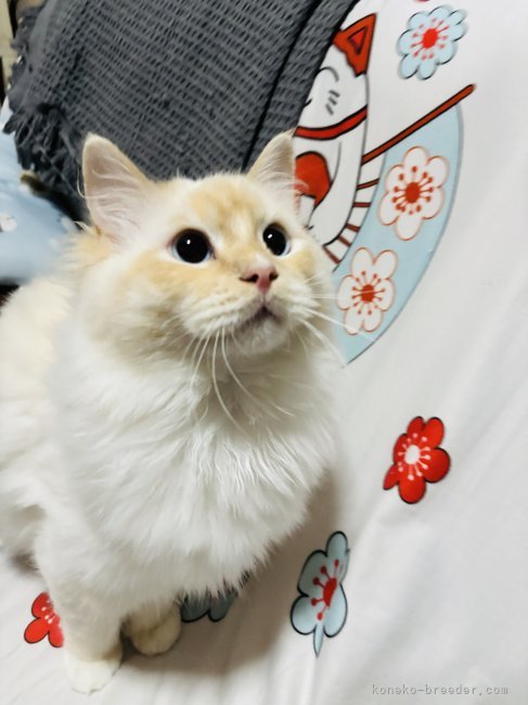 坂田佳枝ブリーダーのブログ：仕事から帰ってきたら