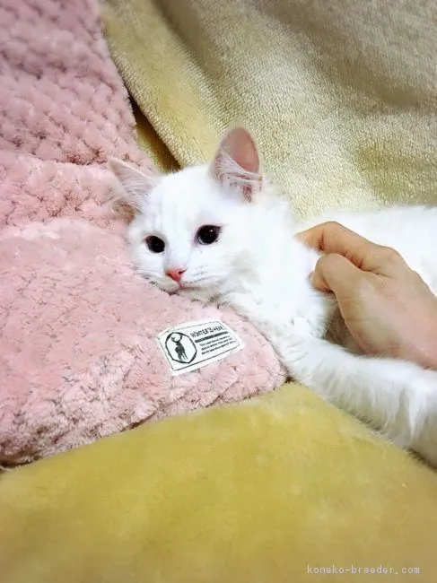 ID:1712-00508の子猫