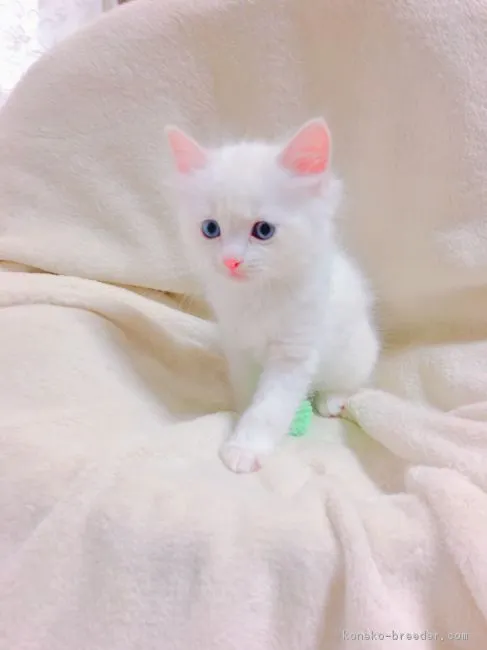 ID：1903-00065の子猫