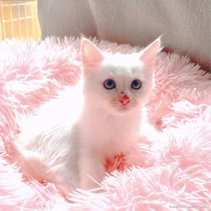 ID：2307-01958の子猫
