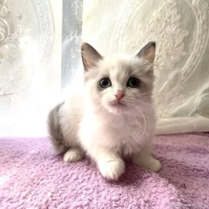 ID:2303-01127の子猫