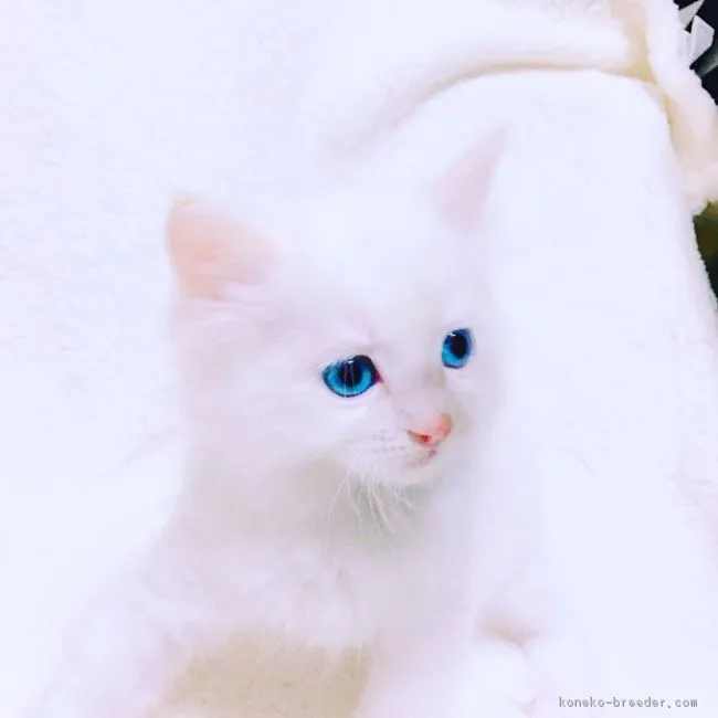 ID：1901-00981の子猫