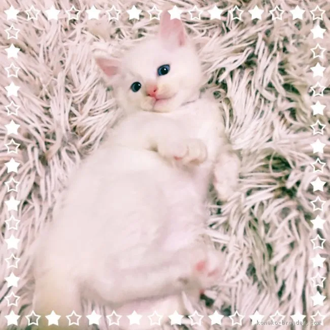 ID：1706-00663の子猫