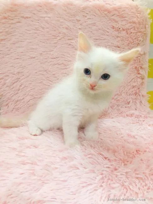 ID:1911-00776の子猫