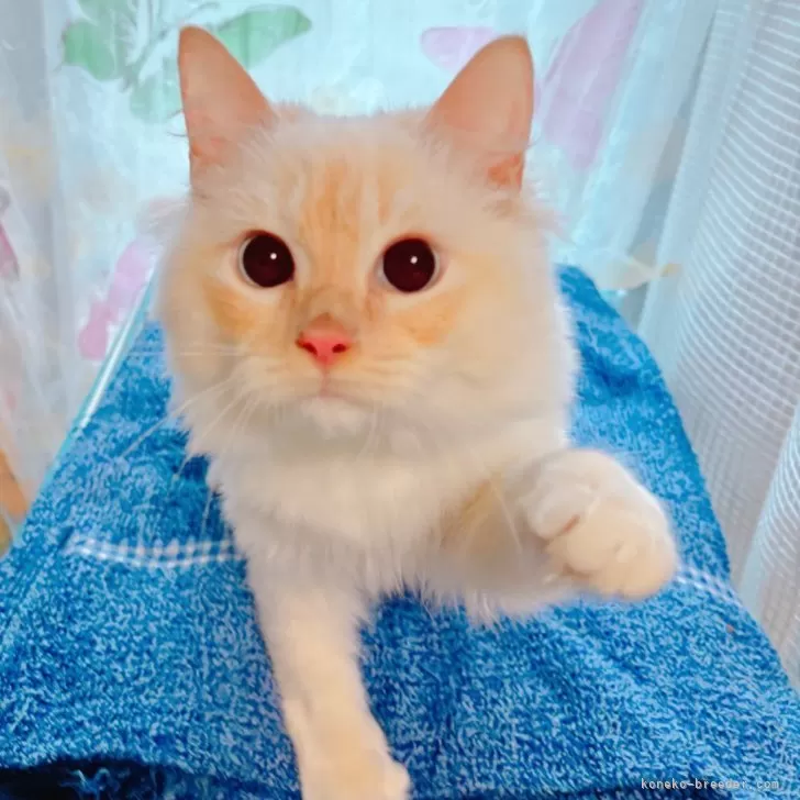 ID:2409-02982の子猫