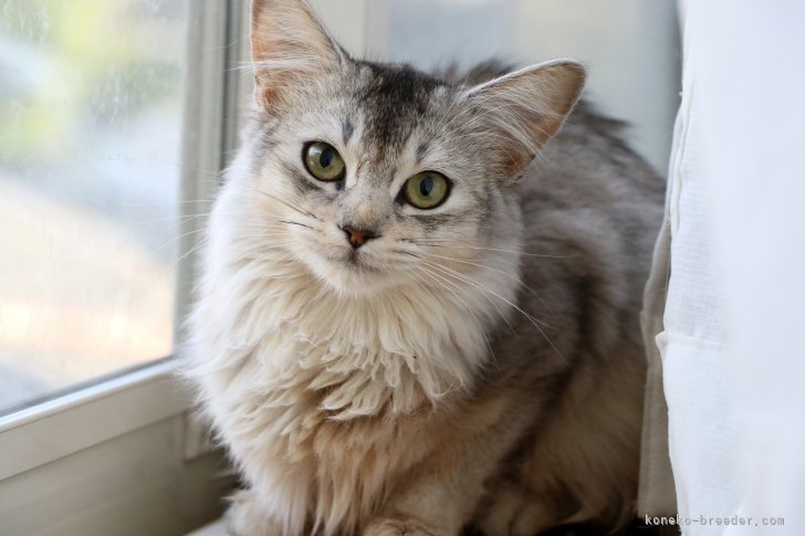 ソマリ【・女の子・2023年10月27日・ブラックシルバー】