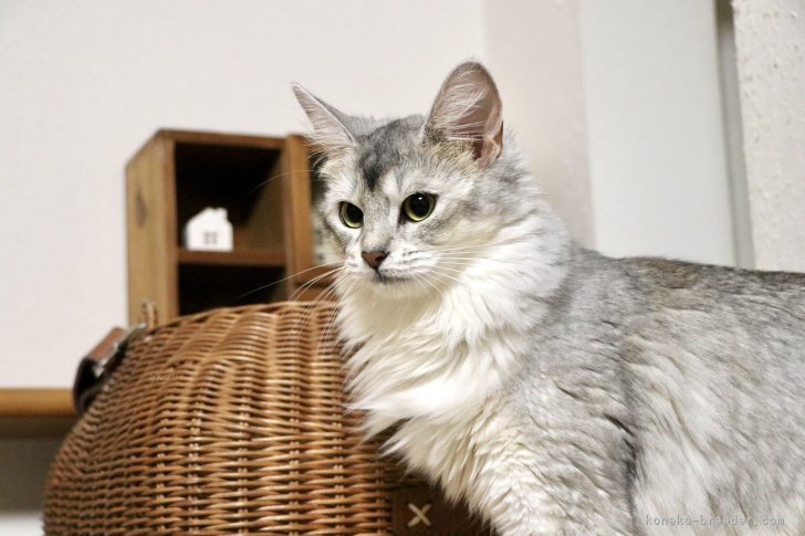 ソマリ【・女の子・2024年7月11日・ブラックシルバー】