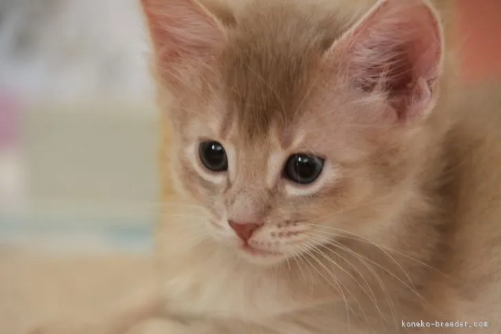 ID：1803-00941の子猫