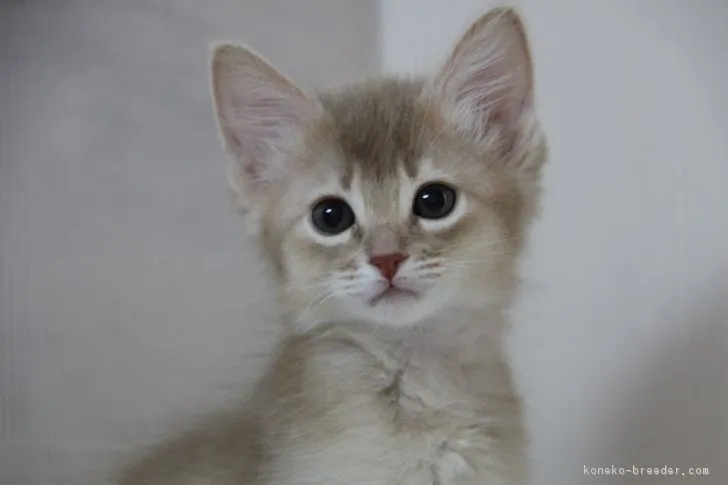 ゆいのはは 様のお迎えした子猫