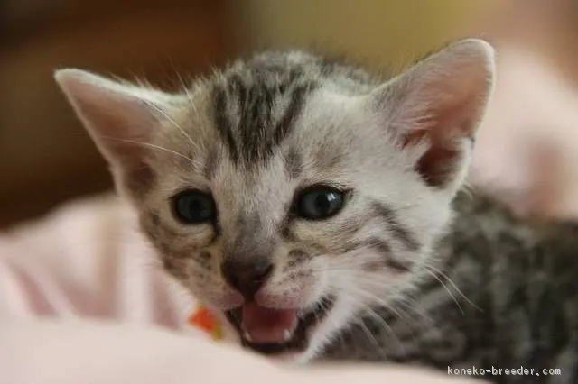 ID:1702-00034の子猫