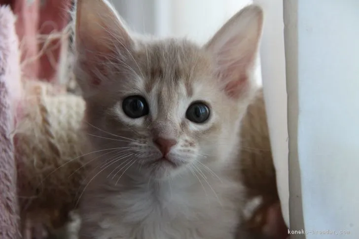 ドリトル 様のお迎えした子猫