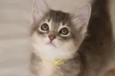 ソマリ【静岡県・女の子・2018年10月19日・ブルー】の写真4