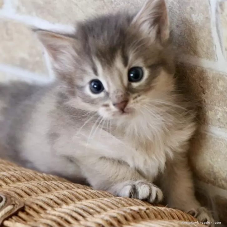 N.O 様のお迎えした子猫