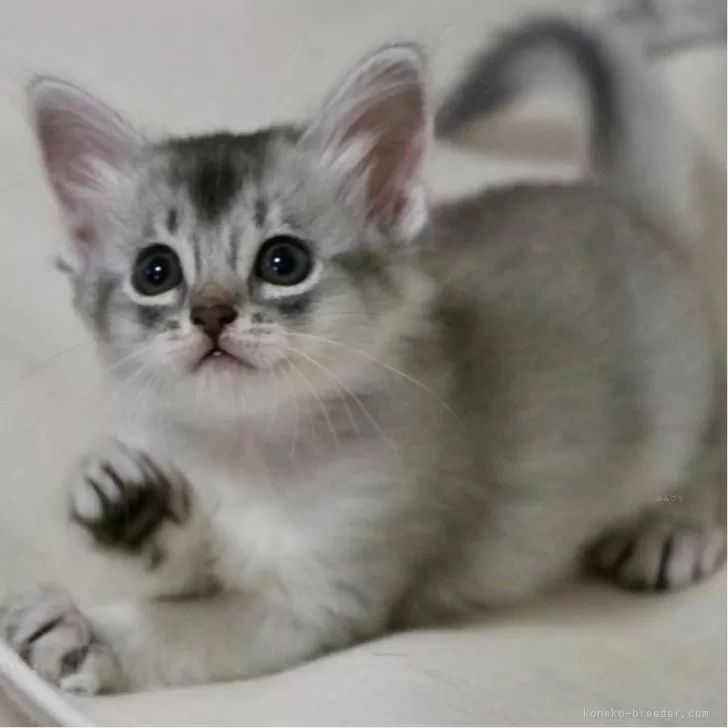 ID:2505-03854の子猫
