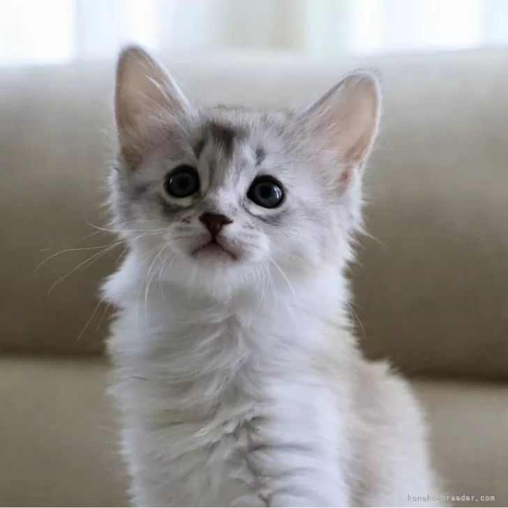 ID：2504-03478の子猫