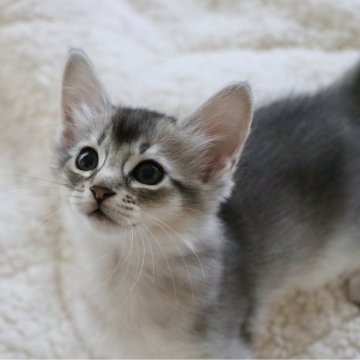 ソマリ【静岡県・男の子・2025年9月8日・ブラックシルバー】の写真「元気いっぱい!ブラックシルバーの男の子」