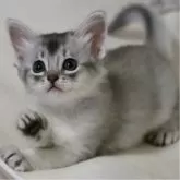 ソマリ