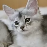 ソマリ