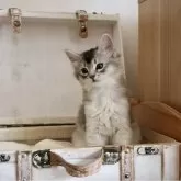 ソマリ【静岡県・男の子・2024年12月17日・ブラックシルバー】の写真1