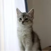 ソマリ